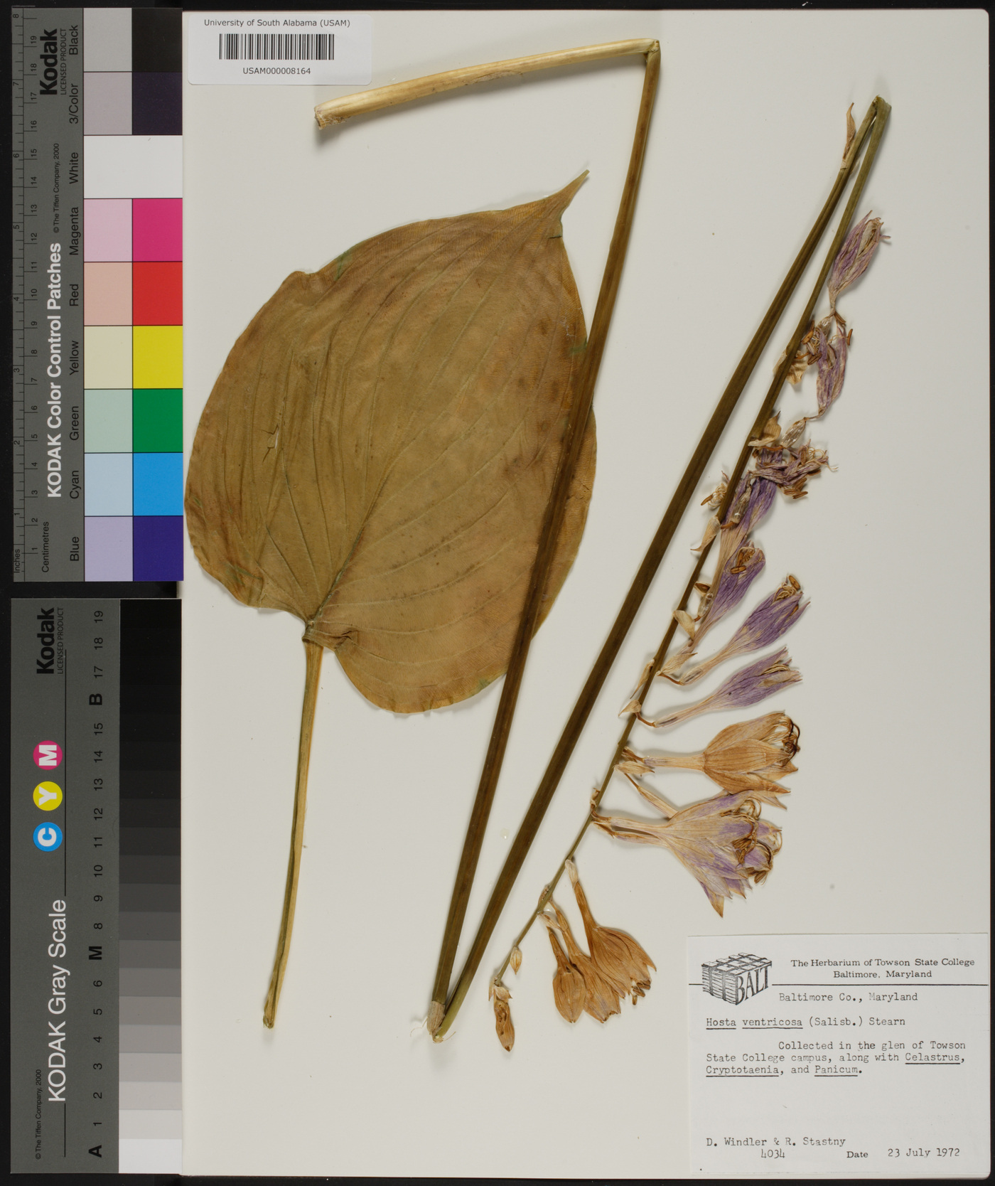 Hosta ventricosa image