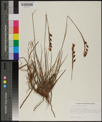 Pleea tenuifolia image