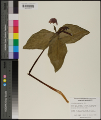 Trillium cuneatum image