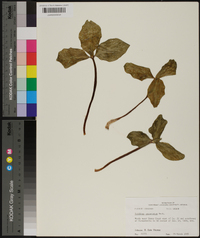 Trillium recurvatum image