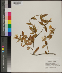 Gelsemium sempervirens image