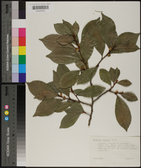 Magnolia figo image