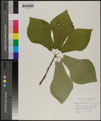 Magnolia pyramidata image