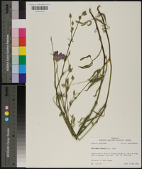 Callirhoe papaver image