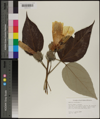 Hibiscus moscheutos image