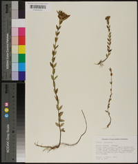 Rhexia petiolata image
