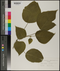 Broussonetia papyrifera image