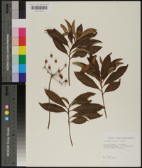 Ardisia crenata image