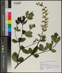 Baptisia alba image