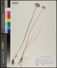 Allium canadense var. mobilense image