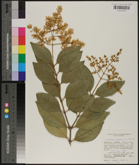 Ligustrum japonicum image