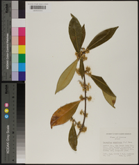 Osmanthus americana image