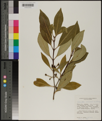 Osmanthus americana image