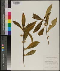 Osmanthus americana image