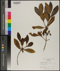 Osmanthus americana image