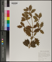 Osmanthus ilicifolius image