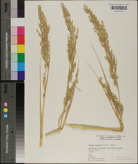 Panicum amarulum image