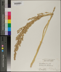 Panicum amarulum image