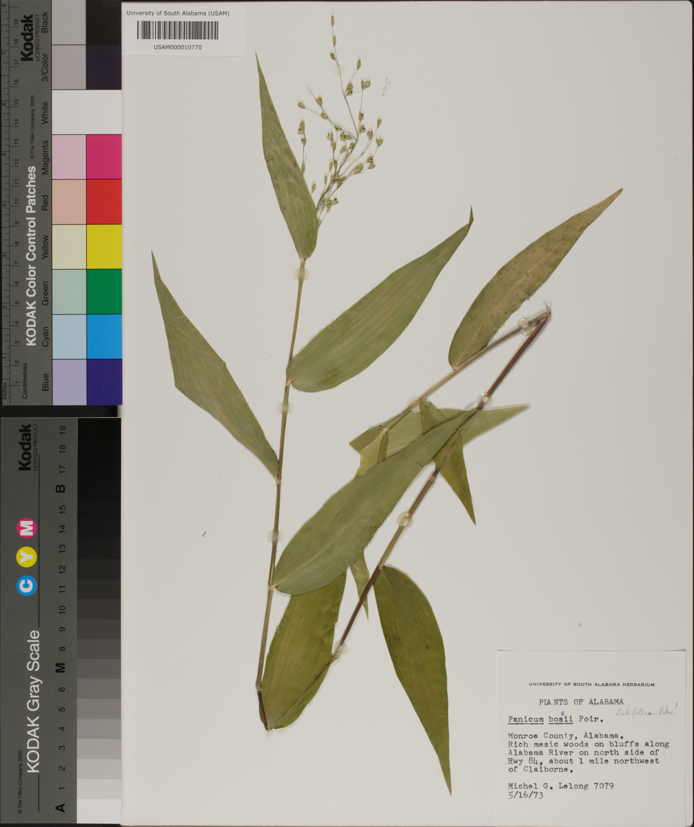 Panicum boscii image