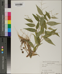 Panicum boscii image