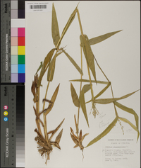 Panicum clandestinum image