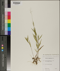 Panicum tsugetorum image