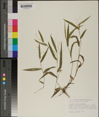 Panicum commutatum image