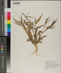 Panicum commutatum image