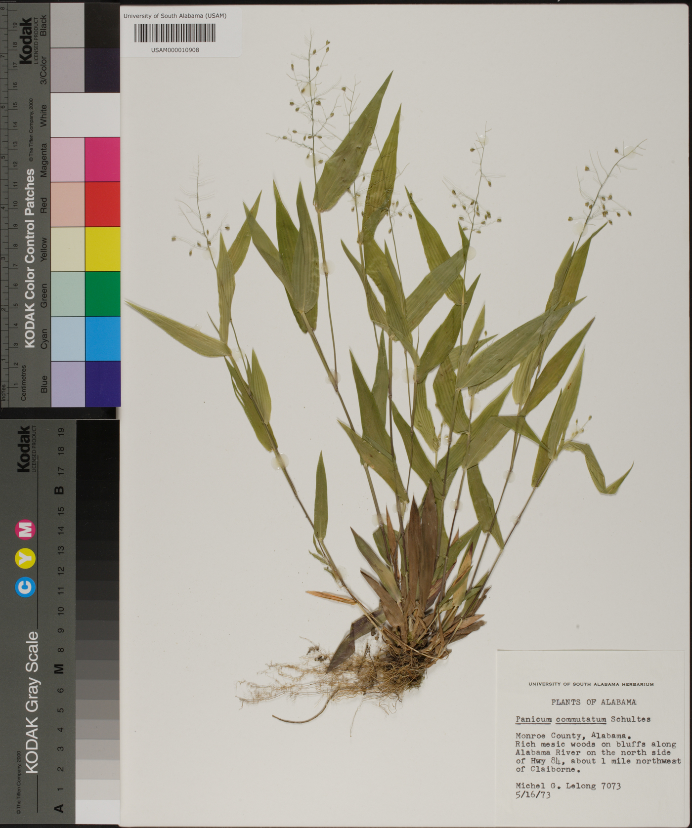 Panicum commutatum image