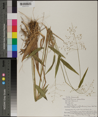 Panicum commutatum image