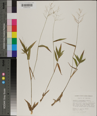 Panicum commutatum image