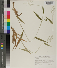 Panicum commutatum image