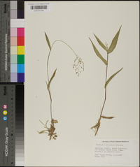 Panicum commutatum image