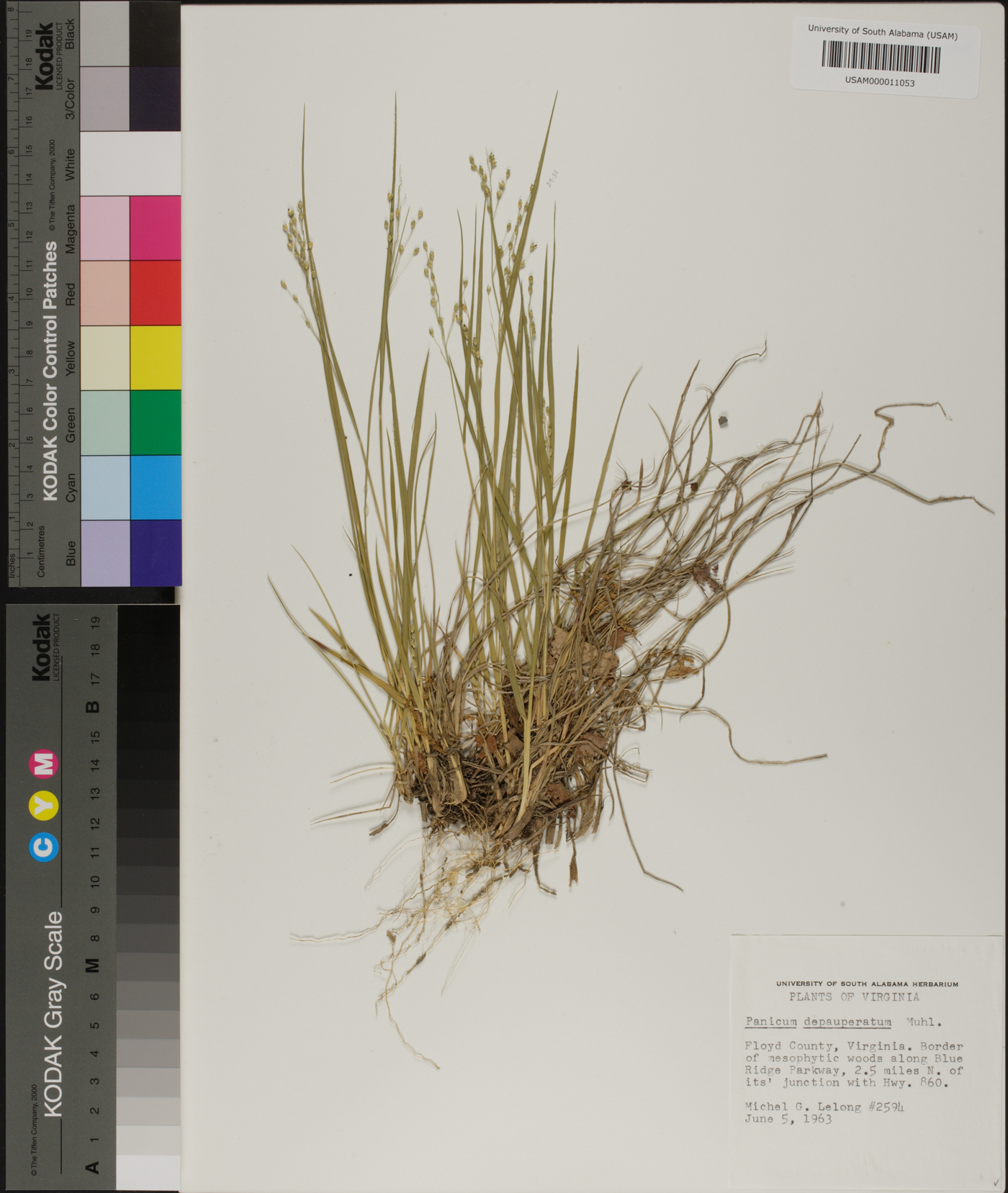 Panicum depauperatum image