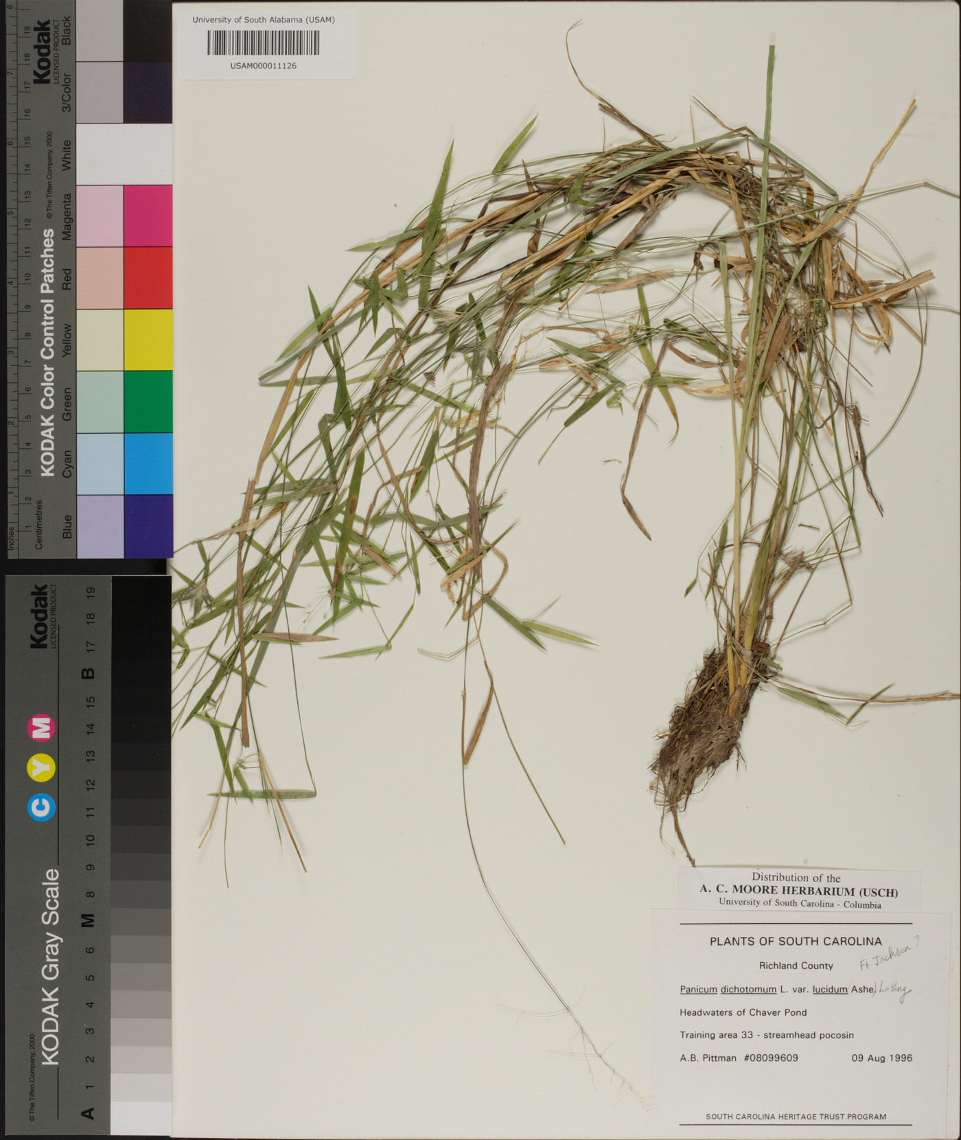 Panicum dichotomum image