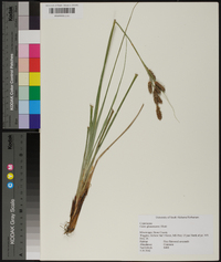 Carex glaucescens image