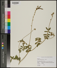 Tephrosia spicata image