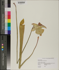 Sarracenia alata image