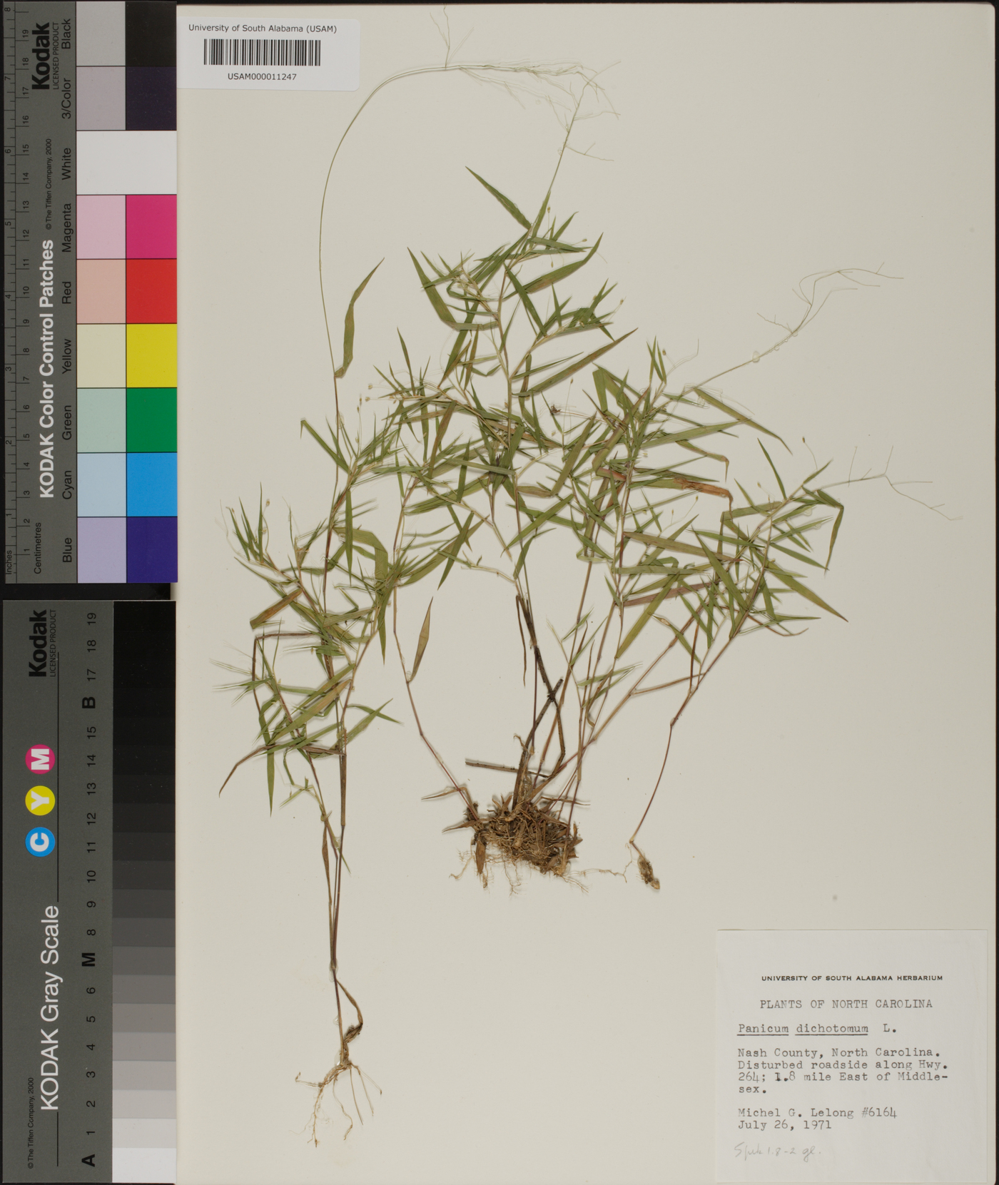 Panicum dichotomum image