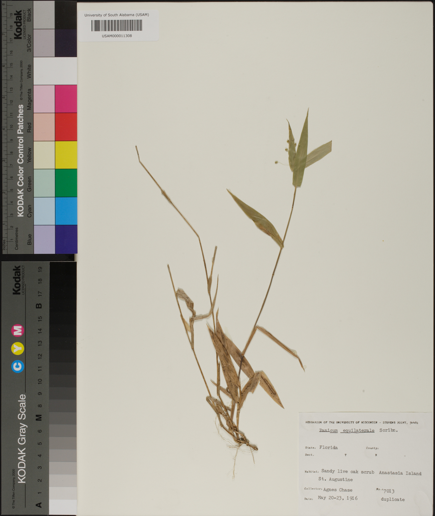 Panicum equilaterale image