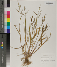 Urochloa fusca image