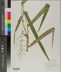 Panicum gymnocarpon image