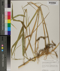 Panicum hemitomon image