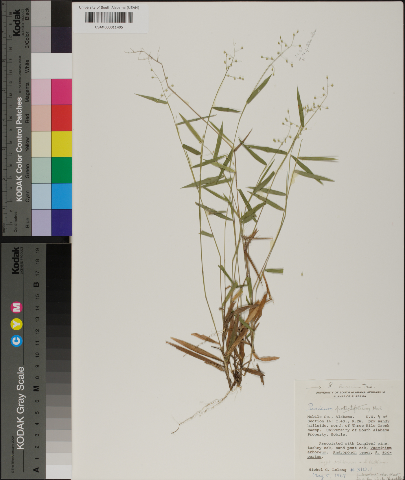 Panicum patentifolium image