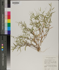 Panicum lancearium image