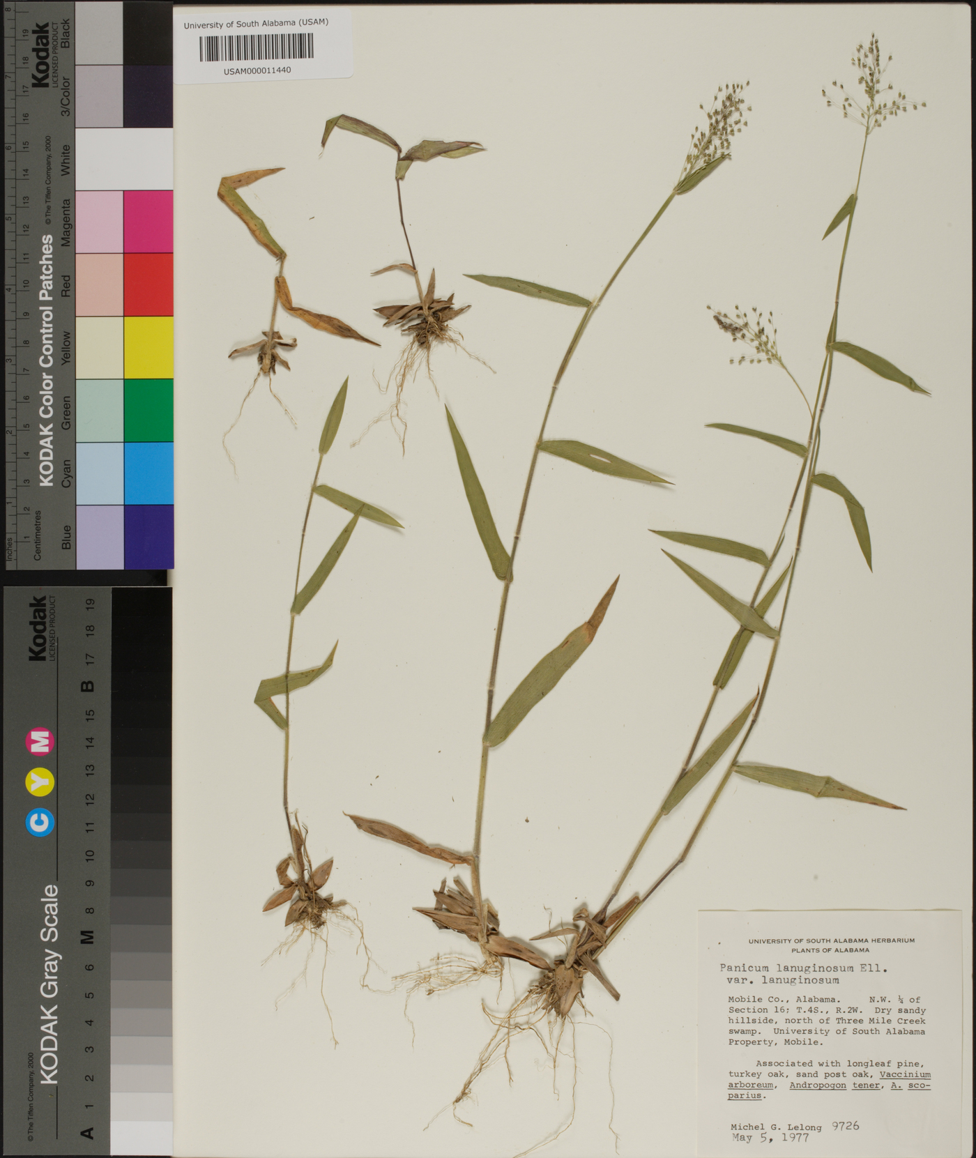 Dichanthelium acuminatum var. acuminatum image