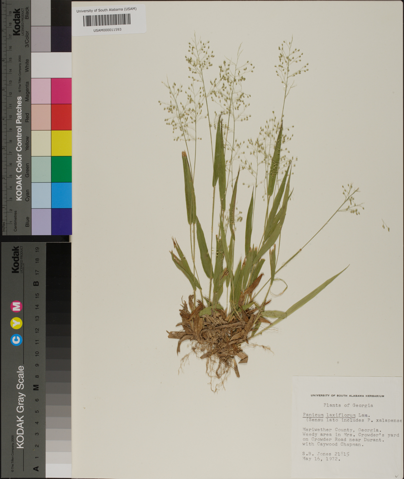 Panicum laxiflorum image