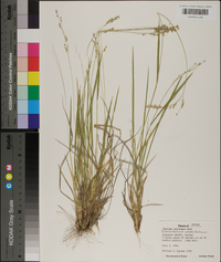 Dichanthelium linearifolium image