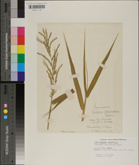 Urochloa mutica image