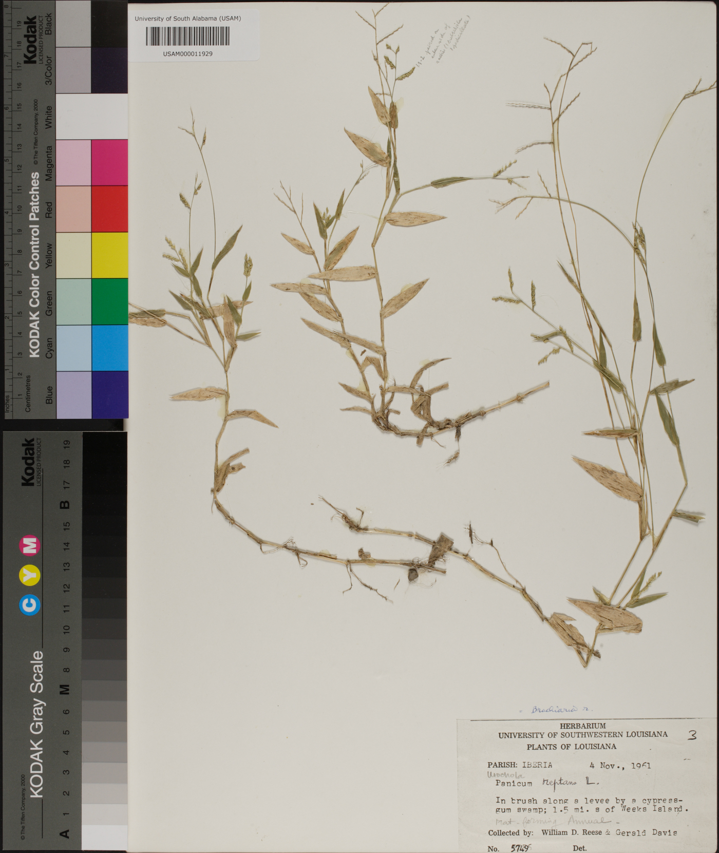 Urochloa reptans image